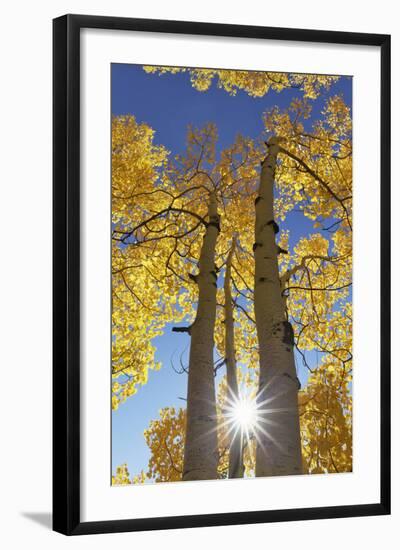 Colorado, San Juan Mountains. Aspen Trees in Autumn Color-Jaynes Gallery-Framed Photographic Print