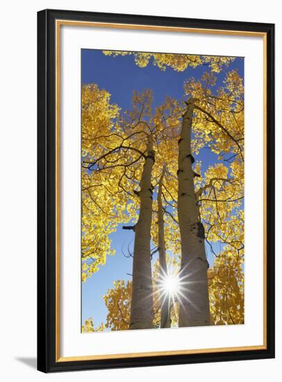 Colorado, San Juan Mountains. Aspen Trees in Autumn Color-Jaynes Gallery-Framed Photographic Print