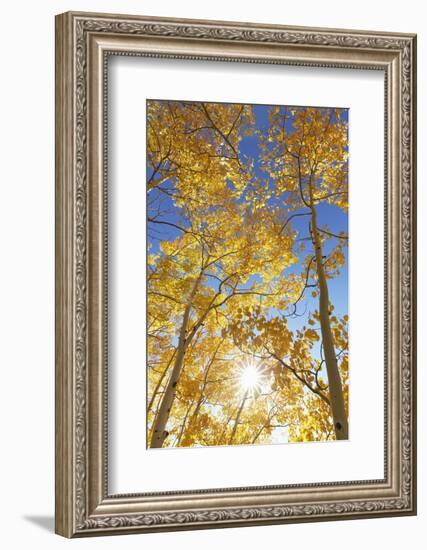 Colorado, San Juan Mountains. Aspen Trees in Autumn Color-Jaynes Gallery-Framed Photographic Print