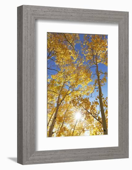 Colorado, San Juan Mountains. Aspen Trees in Autumn Color-Jaynes Gallery-Framed Photographic Print