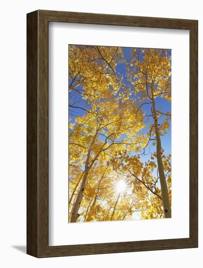 Colorado, San Juan Mountains. Aspen Trees in Autumn Color-Jaynes Gallery-Framed Photographic Print