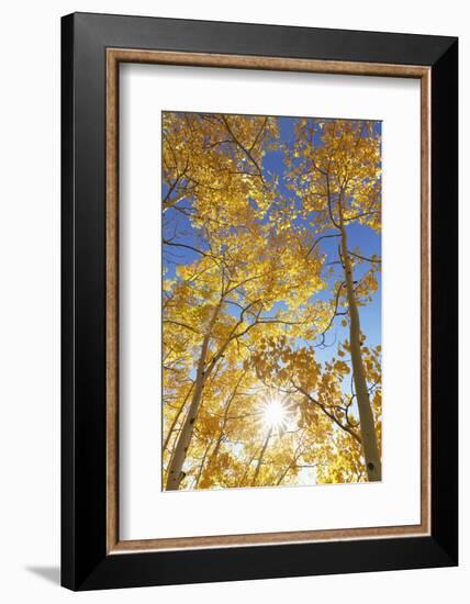 Colorado, San Juan Mountains. Aspen Trees in Autumn Color-Jaynes Gallery-Framed Photographic Print