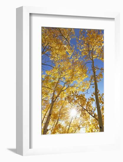 Colorado, San Juan Mountains. Aspen Trees in Autumn Color-Jaynes Gallery-Framed Photographic Print