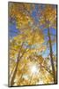 Colorado, San Juan Mountains. Aspen Trees in Autumn Color-Jaynes Gallery-Mounted Photographic Print