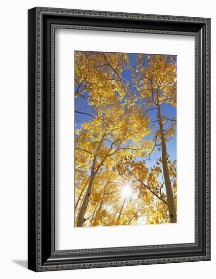 Colorado, San Juan Mountains. Aspen Trees in Autumn Color-Jaynes Gallery-Framed Photographic Print