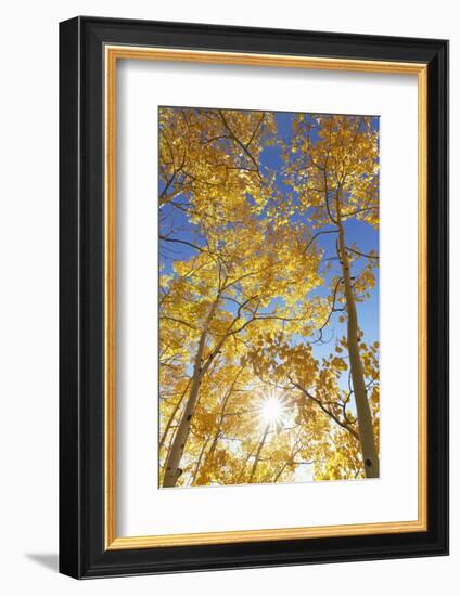 Colorado, San Juan Mountains. Aspen Trees in Autumn Color-Jaynes Gallery-Framed Photographic Print