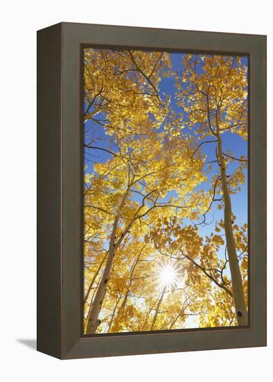 Colorado, San Juan Mountains. Aspen Trees in Autumn Color-Jaynes Gallery-Framed Premier Image Canvas