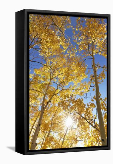 Colorado, San Juan Mountains. Aspen Trees in Autumn Color-Jaynes Gallery-Framed Premier Image Canvas