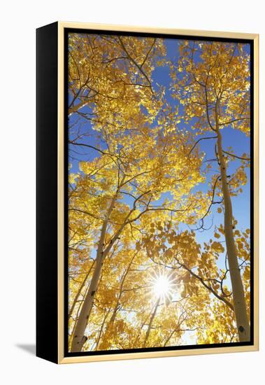 Colorado, San Juan Mountains. Aspen Trees in Autumn Color-Jaynes Gallery-Framed Premier Image Canvas