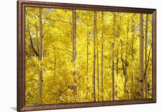 Colorado, San Juan Mountains. Aspen Trees in Autumn Color-Jaynes Gallery-Framed Photographic Print