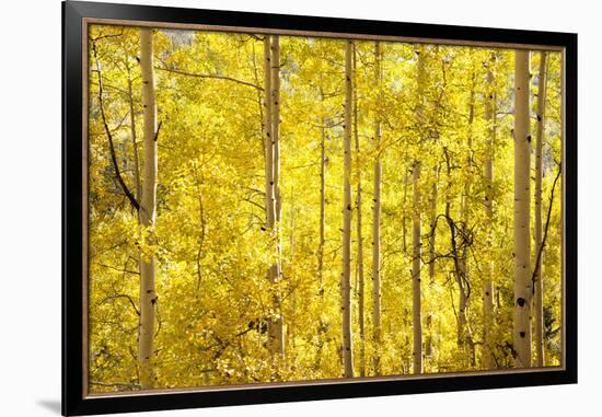 Colorado, San Juan Mountains. Aspen Trees in Autumn Color-Jaynes Gallery-Framed Photographic Print