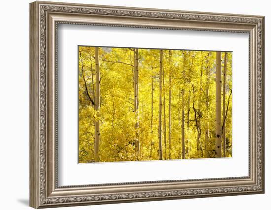 Colorado, San Juan Mountains. Aspen Trees in Autumn Color-Jaynes Gallery-Framed Photographic Print