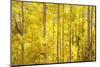 Colorado, San Juan Mountains. Aspen Trees in Autumn Color-Jaynes Gallery-Mounted Photographic Print