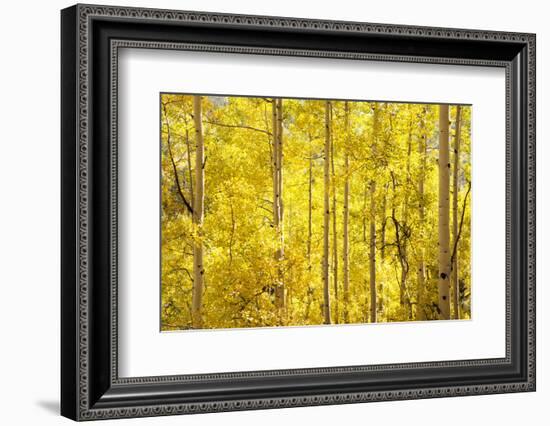 Colorado, San Juan Mountains. Aspen Trees in Autumn Color-Jaynes Gallery-Framed Photographic Print