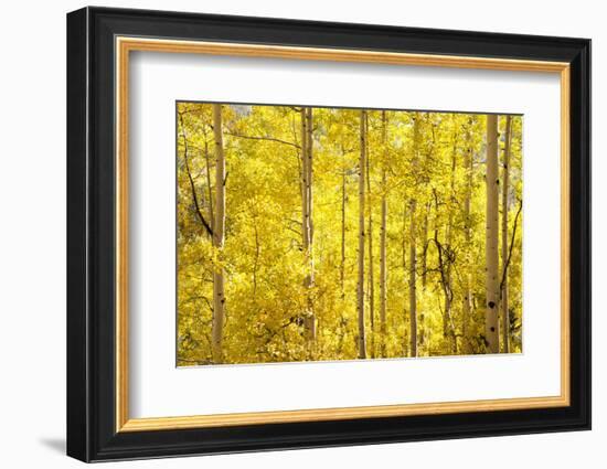 Colorado, San Juan Mountains. Aspen Trees in Autumn Color-Jaynes Gallery-Framed Photographic Print