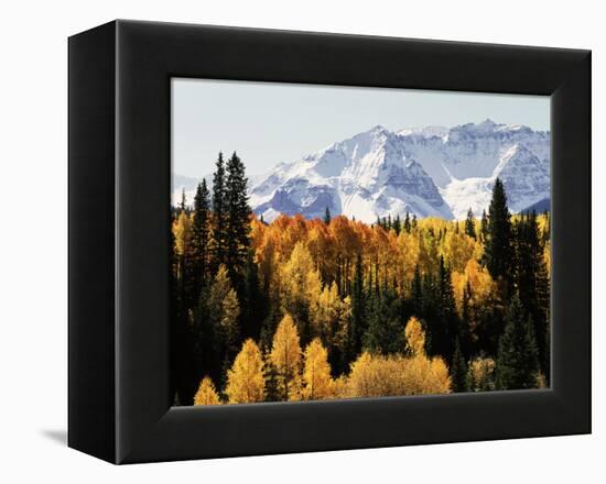 Colorado, San Juan Mountains, Autumn Aspens Below Snowy Mountains-Christopher Talbot Frank-Framed Premier Image Canvas