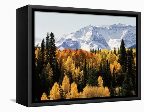 Colorado, San Juan Mountains, Autumn Aspens Below Snowy Mountains-Christopher Talbot Frank-Framed Premier Image Canvas
