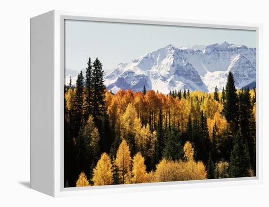 Colorado, San Juan Mountains, Autumn Aspens Below Snowy Mountains-Christopher Talbot Frank-Framed Premier Image Canvas