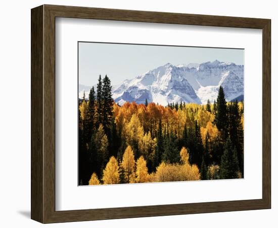 Colorado, San Juan Mountains, Autumn Aspens Below Snowy Mountains-Christopher Talbot Frank-Framed Photographic Print