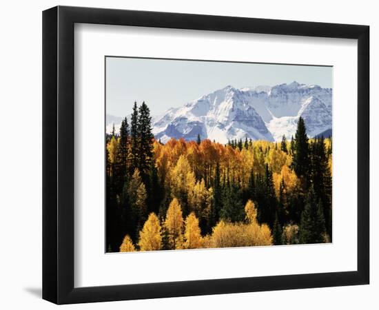 Colorado, San Juan Mountains, Autumn Aspens Below Snowy Mountains-Christopher Talbot Frank-Framed Photographic Print