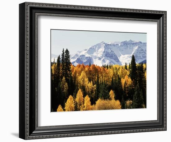 Colorado, San Juan Mountains, Autumn Aspens Below Snowy Mountains-Christopher Talbot Frank-Framed Photographic Print