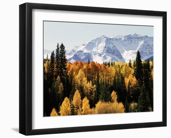 Colorado, San Juan Mountains, Autumn Aspens Below Snowy Mountains-Christopher Talbot Frank-Framed Photographic Print