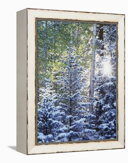 Colorado, San Juan Mountains, First Snow in the Forest-Christopher Talbot Frank-Framed Premier Image Canvas