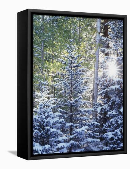 Colorado, San Juan Mountains, First Snow in the Forest-Christopher Talbot Frank-Framed Premier Image Canvas