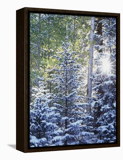 Colorado, San Juan Mountains, First Snow in the Forest-Christopher Talbot Frank-Framed Premier Image Canvas