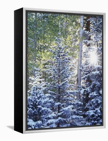 Colorado, San Juan Mountains, First Snow in the Forest-Christopher Talbot Frank-Framed Premier Image Canvas