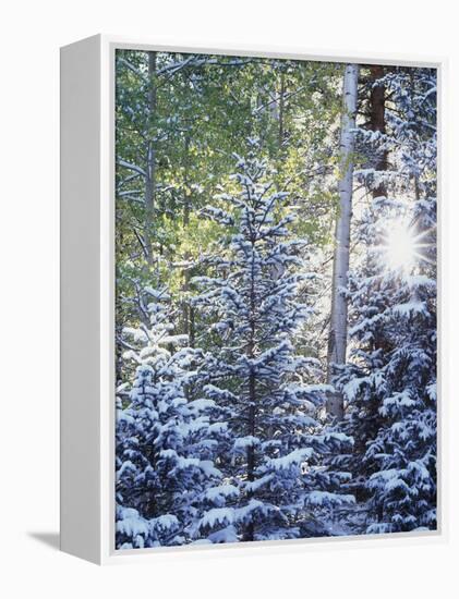 Colorado, San Juan Mountains, First Snow in the Forest-Christopher Talbot Frank-Framed Premier Image Canvas