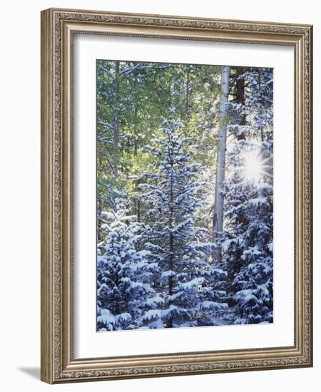 Colorado, San Juan Mountains, First Snow in the Forest-Christopher Talbot Frank-Framed Photographic Print