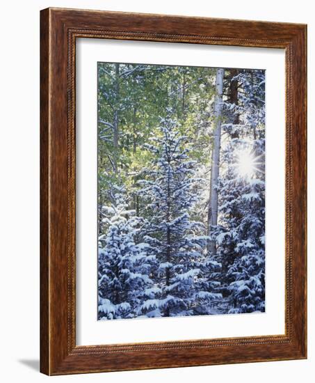 Colorado, San Juan Mountains, First Snow in the Forest-Christopher Talbot Frank-Framed Photographic Print