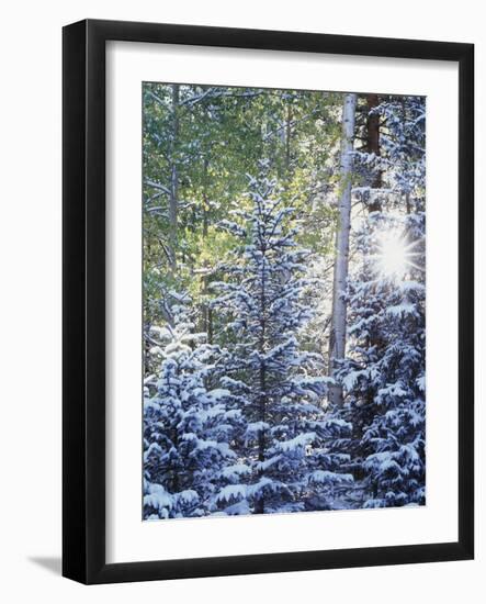 Colorado, San Juan Mountains, First Snow in the Forest-Christopher Talbot Frank-Framed Photographic Print