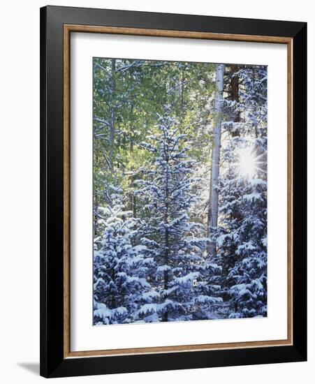 Colorado, San Juan Mountains, First Snow in the Forest-Christopher Talbot Frank-Framed Photographic Print