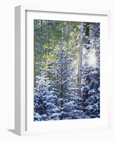 Colorado, San Juan Mountains, First Snow in the Forest-Christopher Talbot Frank-Framed Photographic Print