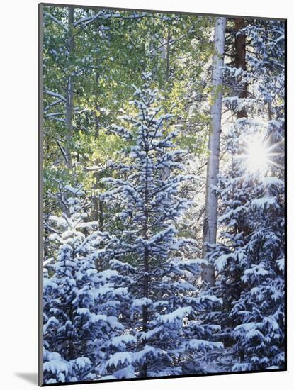 Colorado, San Juan Mountains, First Snow in the Forest-Christopher Talbot Frank-Mounted Photographic Print