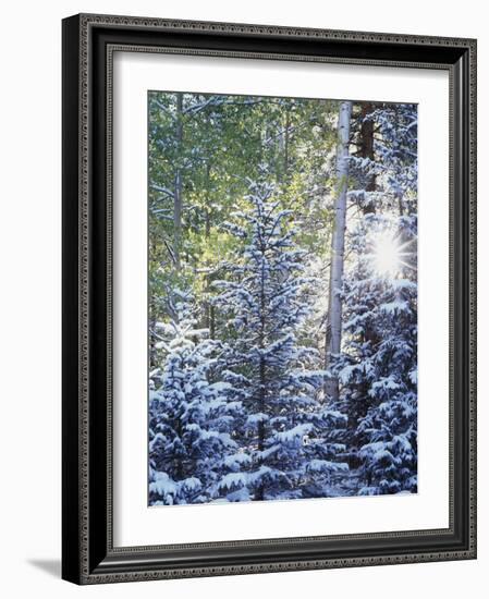 Colorado, San Juan Mountains, First Snow in the Forest-Christopher Talbot Frank-Framed Photographic Print