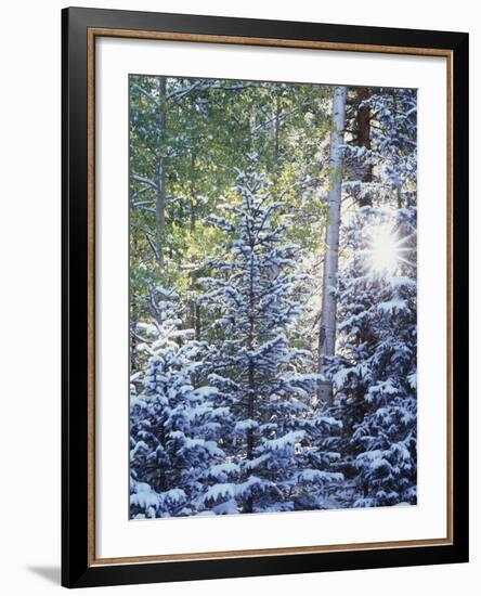 Colorado, San Juan Mountains, First Snow in the Forest-Christopher Talbot Frank-Framed Photographic Print