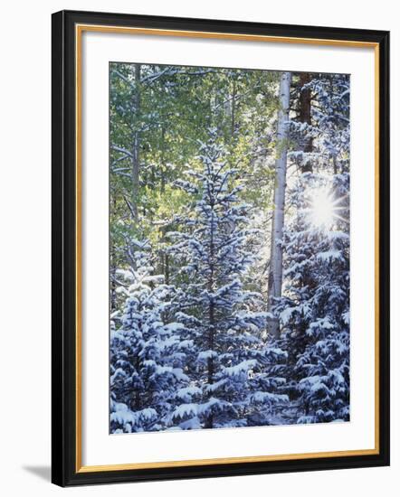 Colorado, San Juan Mountains, First Snow in the Forest-Christopher Talbot Frank-Framed Photographic Print