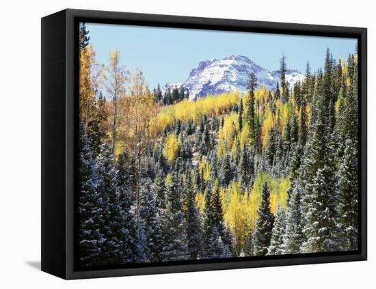 Colorado, San Juan Mts, First Snow and Fall Colors of Aspen Trees-Christopher Talbot Frank-Framed Premier Image Canvas