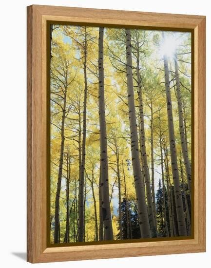 Colorado, San Juan Mts, Uncompahgre Nf, Fall Colors of an Aspen Trees-Christopher Talbot Frank-Framed Premier Image Canvas