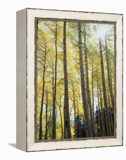 Colorado, San Juan Mts, Uncompahgre Nf, Fall Colors of an Aspen Trees-Christopher Talbot Frank-Framed Premier Image Canvas