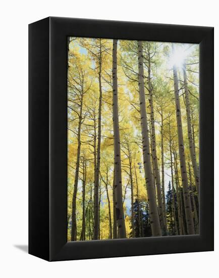 Colorado, San Juan Mts, Uncompahgre Nf, Fall Colors of an Aspen Trees-Christopher Talbot Frank-Framed Premier Image Canvas