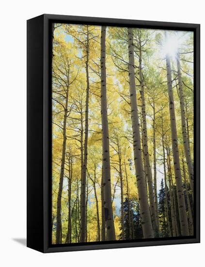 Colorado, San Juan Mts, Uncompahgre Nf, Fall Colors of an Aspen Trees-Christopher Talbot Frank-Framed Premier Image Canvas