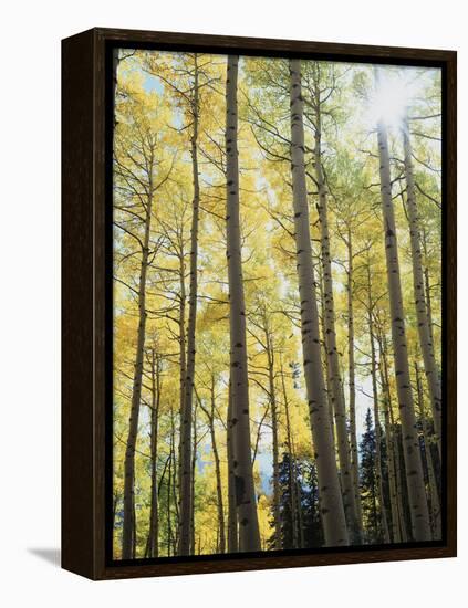 Colorado, San Juan Mts, Uncompahgre Nf, Fall Colors of an Aspen Trees-Christopher Talbot Frank-Framed Premier Image Canvas