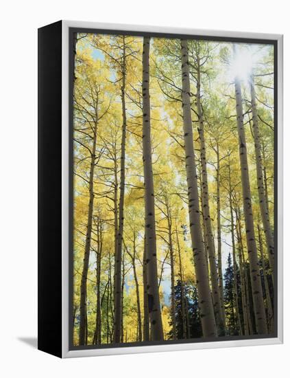 Colorado, San Juan Mts, Uncompahgre Nf, Fall Colors of an Aspen Trees-Christopher Talbot Frank-Framed Premier Image Canvas