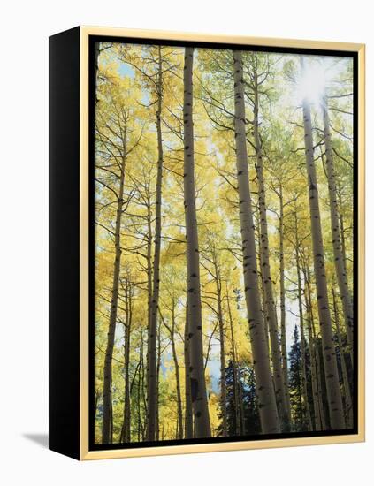 Colorado, San Juan Mts, Uncompahgre Nf, Fall Colors of an Aspen Trees-Christopher Talbot Frank-Framed Premier Image Canvas