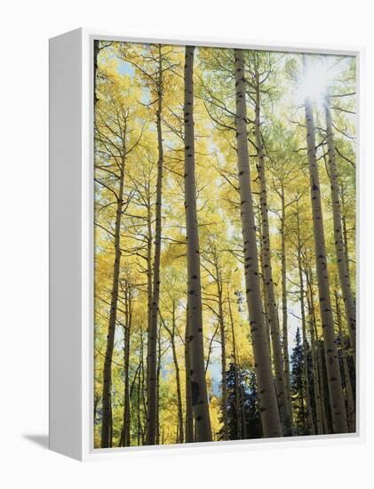 Colorado, San Juan Mts, Uncompahgre Nf, Fall Colors of an Aspen Trees-Christopher Talbot Frank-Framed Premier Image Canvas