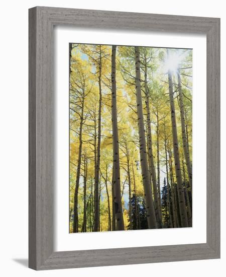 Colorado, San Juan Mts, Uncompahgre Nf, Fall Colors of an Aspen Trees-Christopher Talbot Frank-Framed Photographic Print